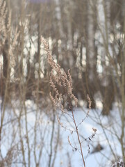 A bird standing on top of a snow covered forest