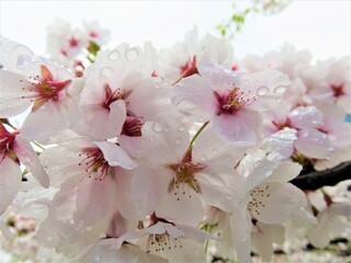 cherry blossom 