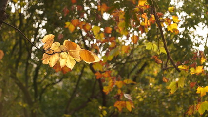 The colorful autumn landscape with the beautiful autumn leaves on the trees in autumn
