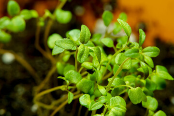 A small sprout of thyme in soft focus at high magnification.