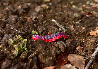 Worm is the large caterpillar. Red Mopane worms on ground. Big and long worm caterpillar insect...