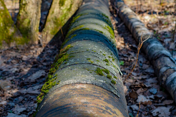 The old metal pipeline of the heating main lies in the forest on the ground. Mossy and rusting metal pipe.