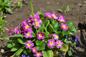 purple and white flowers