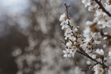 Prunus Spinosa also Called Blackthorn or Sloe in the Park during Springtime. Blossoming White Flowering Plant in Nature.