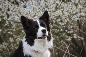 Close-up of Border Collie Head in front of White Flowered Tree during Spring. Adorable Black and White Dog during Springtime.