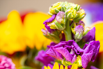 Fototapeta na wymiar Purple flower background blooming lit with flash