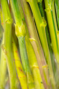 Green flower stems under water