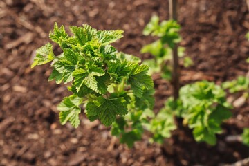 Top View Young Green Leaves of Currant with Loam Soil. Cultivation in the Garden.