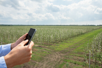 Man's hands hold phone to record information of fruits grown in garden, spring blooming and industry