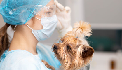 Young woman veterinarian doctor and Yorkshire terrier dog in vet clinic.
