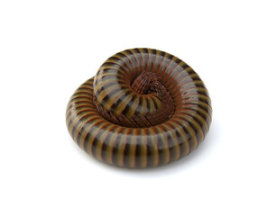 The millipede rolled into a circle isolated on white background .
