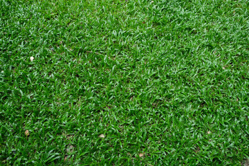 Green grass background texture
