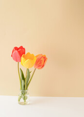 Red, yellow and colorful tulip flower in a vase on a combination of white and cream background. Spring Summer flowers concept.