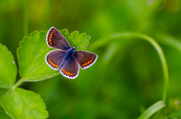 A beautiful Brown Argus Butterfly, Aricia agestis, perching on a plant in a meadow.