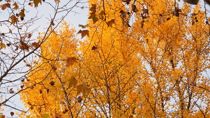 The beautiful city view with the colorful autumn leaves on the trees in autumn