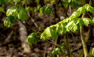 leaves in the garden