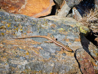 Iberolacerta galani or lizard of Leon, basking in the morning on a rock to warm up. Female of the endangered species