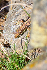 Iberolacerta galani or lizard of Leon, basking in the morning on a rock to warm up. Focus on the head of the animal