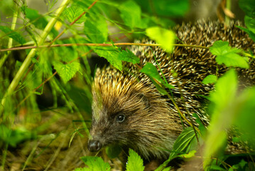 The brown hedgehog hid in the green grass