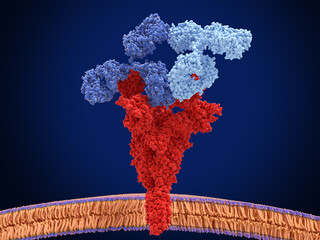Antibody cocktail in complex with the to coronavirus spike protein
