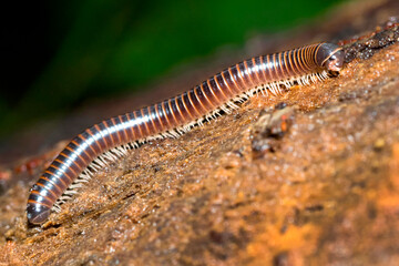 Millipede, Diplopoda, Tropical Rainforest, Marino Ballena National Park, Uvita de Osa, Puntarenas,...