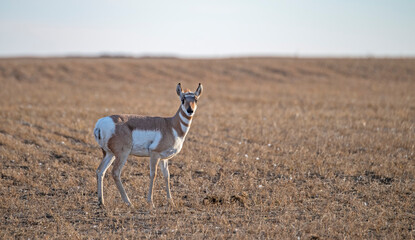 Pronghorn