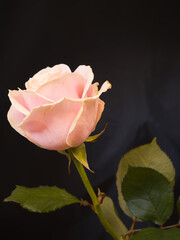 Rose  portrait black background