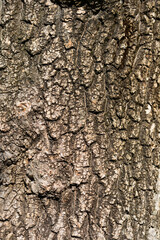 Boxelder maple