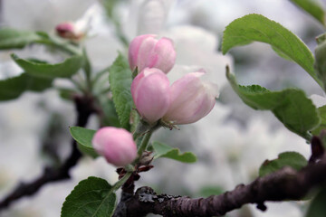 Pink white apple blossom macro
