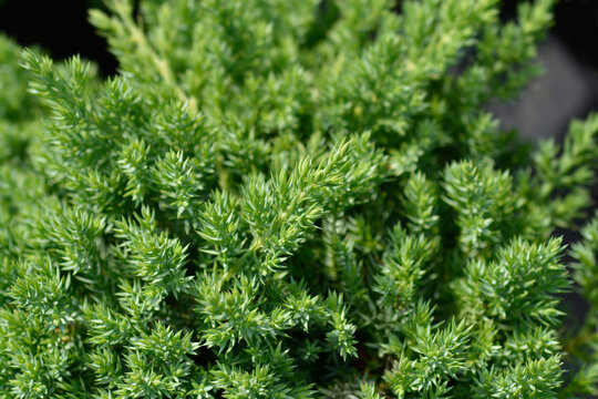 Dwarf Japanese Garden Juniper