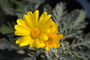 Gray-leaf eurypos Silver Star