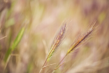 Low angle point of view video of beautiful sunny abstract blur background of green color. Closeup view of blurred green grass and defocused effect of green foliage of trees.