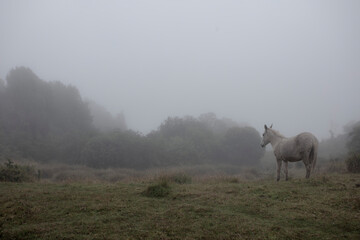 Horse standing in foggy pasture in mountains. 