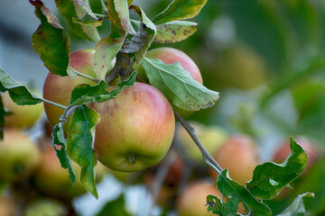branch of tree apple with apples and leaves