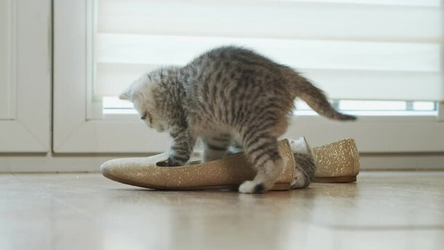 Two cute gray kittens play on the floor with a slipper in front of a glass door in slow motion. The kittens play together at home, the cats climb into the hostess's slipper and have fun. 