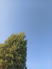 Tree and blue sky
