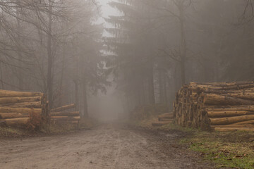 foggy forest with stack of tree trunks on the forest track