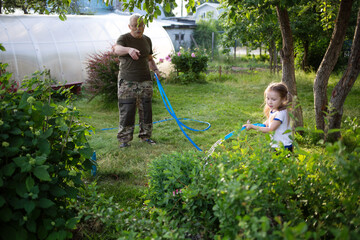 grandfather is works with his granddaughter during summer holidays. elderly man and child hose down...