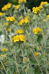 Jerusalem sage
