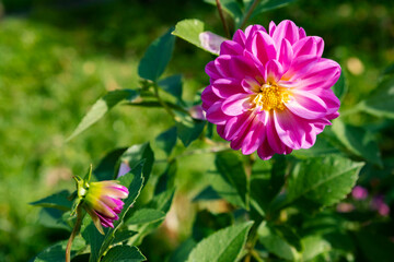 Bright pink dahlia flowers in the garden close up