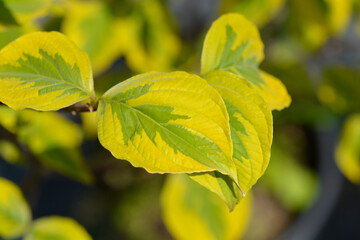 Flowering Dogwood Rainbow