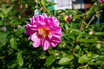 Bright pink dahlia flowers in the garden close up