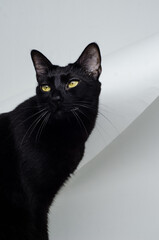black and white background