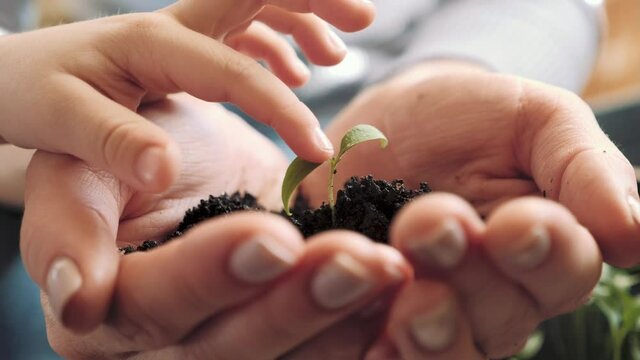 Baby Hand Touching A Small plant. The child takes care of the young plant. Plant growth. Close up hands holding sapling of young green plant. Concept nature conservation. Ecology protection.