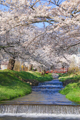 観音寺川の桜並木（福島県・猪苗代町）