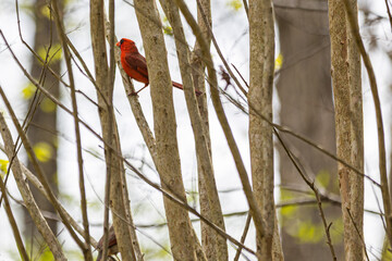 Cardinal in Spring