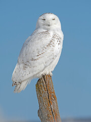 Perched Snowy Owl