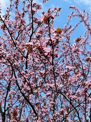 Fototapeta premium pink blossom