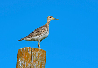 Upland Sandpiper