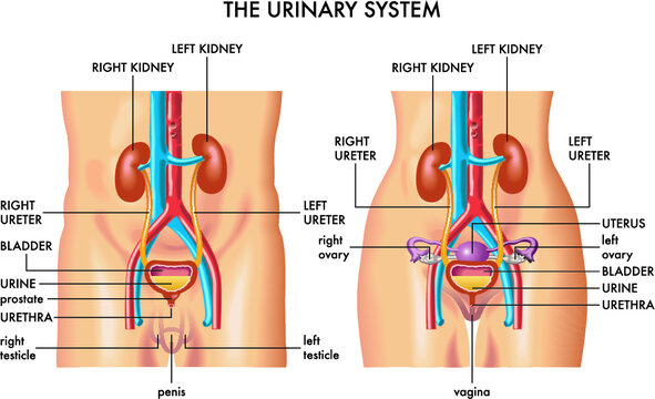 30 Interesting Facts About the Excretory System - Discover Walks Blog